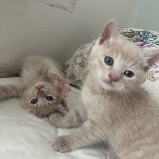 【8/3大崎】ミルクティー色の甘くかわいい兄妹