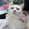 CHINATSU ねこみらい
