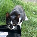 この子の里親になって頂ける方、連絡をください。