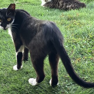 里親になって頂ける方、連絡を下さい。