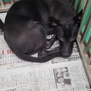 ビビりな野犬の子犬　ろろ