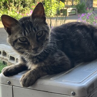 里親になって頂ける方、連絡を下さい。