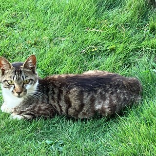 里親になって頂ける方、連絡を下さい。