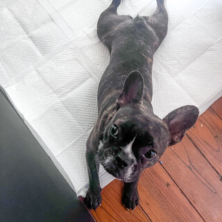 フレンチブルドッグ2歳♂去勢済み