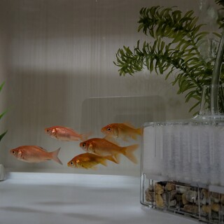 和金3匹の里親募集（ばらでも可能）