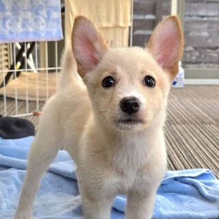 推定2ヶ月女の子①