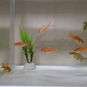 和金3匹の里親募集（ばらでも可能） サムネイル2