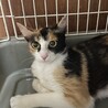 にこちゃん／三毛猫の女の子