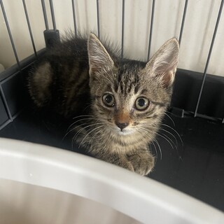 里親決定！そらちゃん