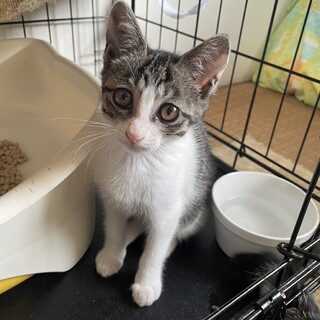 里親決定！ももちゃん