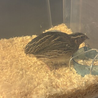 うずらの里親募集中です（オス:3羽、メス:4羽）