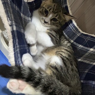 里親決定！キャサリンちゃん