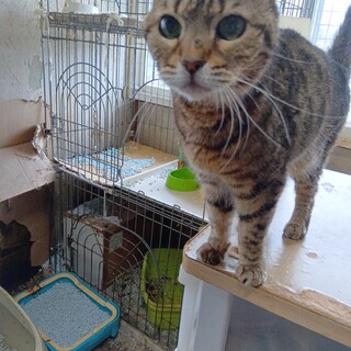 元気で懐こい　ベンガルのめぐちゃん