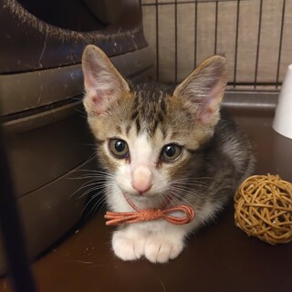 可愛い兄妹子猫の里親さん募集中!(赤丸と竹丸)