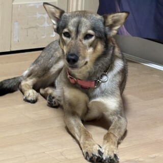 急募‼️ちょっと怒りん坊だけど