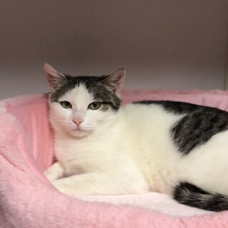 美猫のひなちゃん❤️家族になってください♪