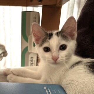 りんず：白キジ3ヶ月