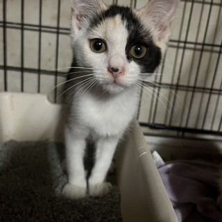 かわいい子猫のミケちゃん♪