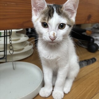 アイス４兄妹☆可愛い甘えんぼパナップ君