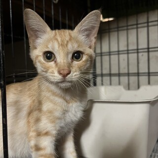 かわいい子猫のチャトラくん♪