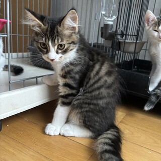 素敵な里親様と出会えました☆パルム君