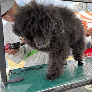 急募‼️盲目の男の仔