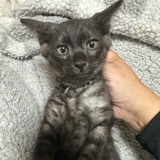 姉妹で家族が見つかりました♡クロエちゃん