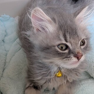 募集一時停止イケニャン風太郎