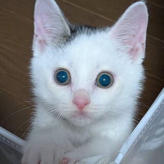 元気いっぱい人慣れ抜群⭐️満丸