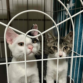 人懐こい姉妹猫です