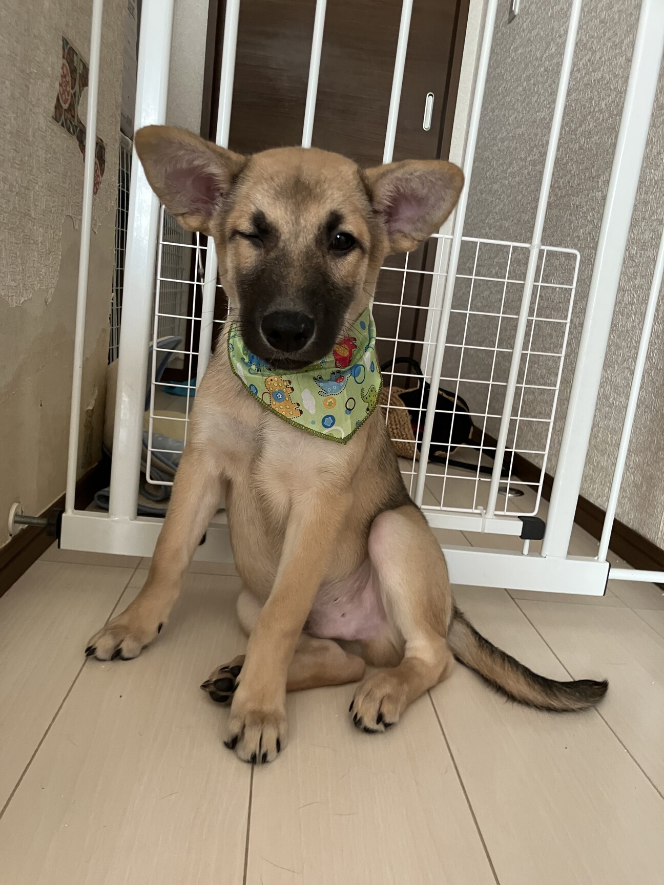 とても珍しい 仔犬の伊万里 【公式通販】