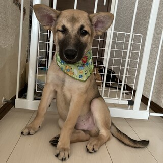 とても珍しい　仔犬の伊万里 とても珍しい 仔犬の伊万里 とても珍しい 仔犬の伊万里