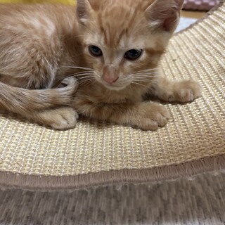 ガリガリだけど元気いっぱいの茶トラ