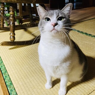保護猫ぷーちゃん家族募集