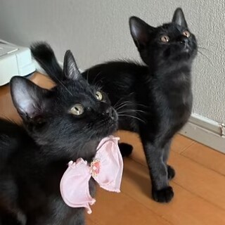 【11/16三田】スリゴロ仲良し黒兄妹影丸&鈴音