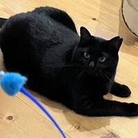 ヨル