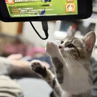 おこげ