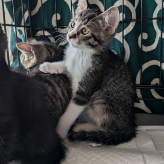 ちっちゃなかわいらしい子猫ちゃんの里親さん募集中①