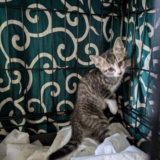 ちっちゃなかわいらしい子猫ちゃんの里親さん募集中②