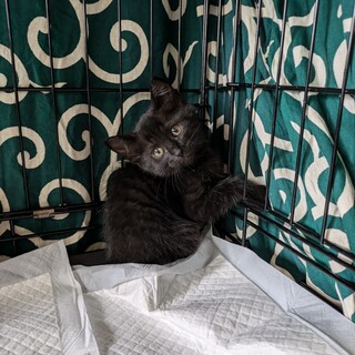 ちっちゃなかわいらしい子猫ちゃんの里親さん募集中③