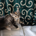 ちっちゃなかわいらしい子猫ちゃんの里親さん募集中④