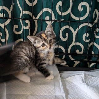 ちっちゃなかわいらしい子猫ちゃんの里親さん募集中④