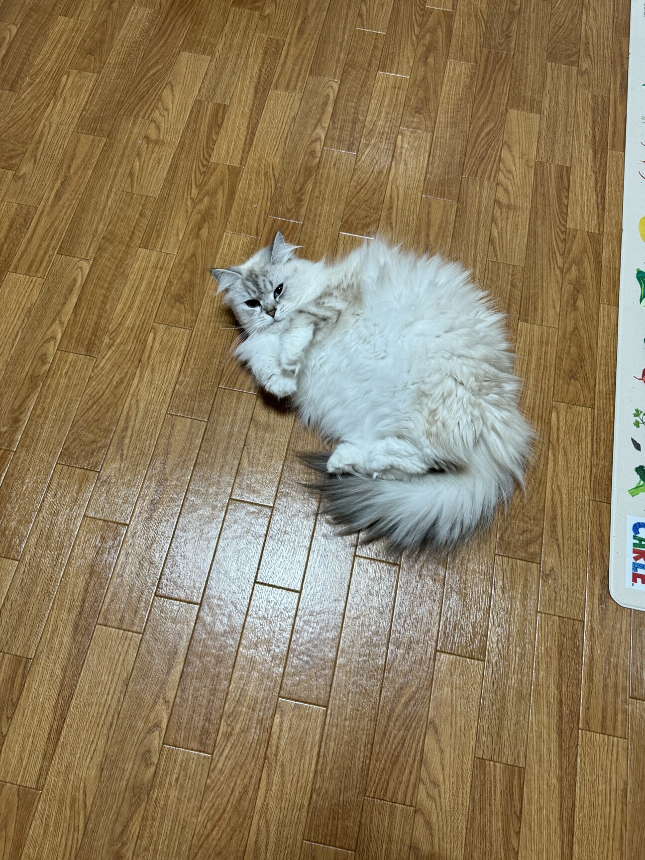 サイベリアン 2歳」大阪府 - 猫の里親募集(521071) :: ペットの