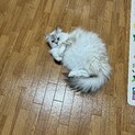 サイベリアン　2歳