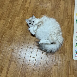 サイベリアン　2歳