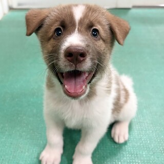 「生後1ヶ月半  オス」 お目目がブルーブラウン