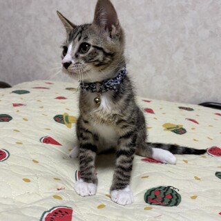 愛らしい兄妹たち・葉佑（ようすけ）くん