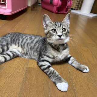 愛らしい兄妹たち・洸佑（こうすけ）くん