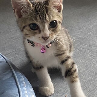 キュートなお顔♡3ヶ月の女の子