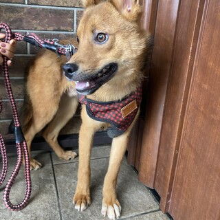 保健所からレスキュー！元気なミラ君！